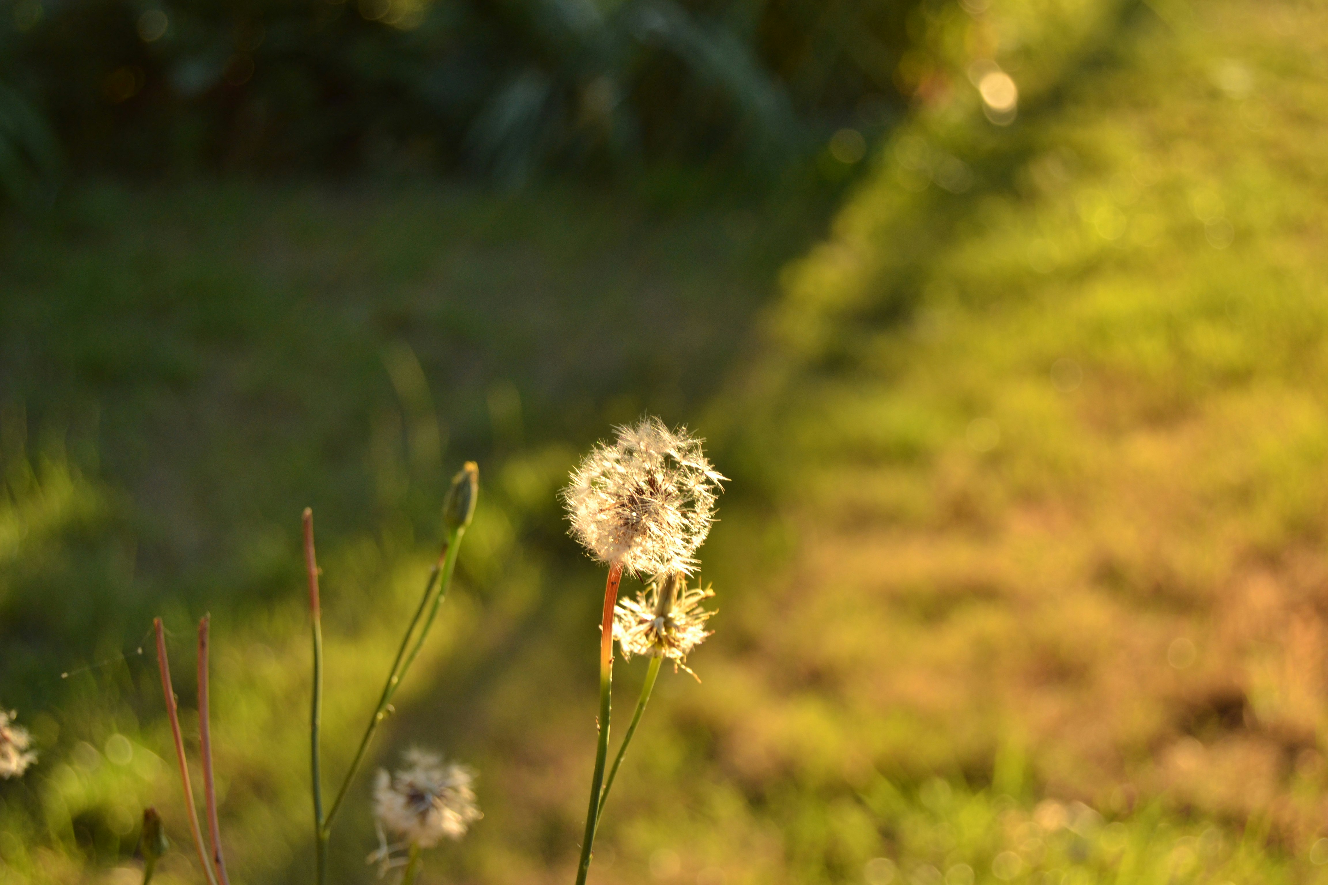 white dandelion in close up photography